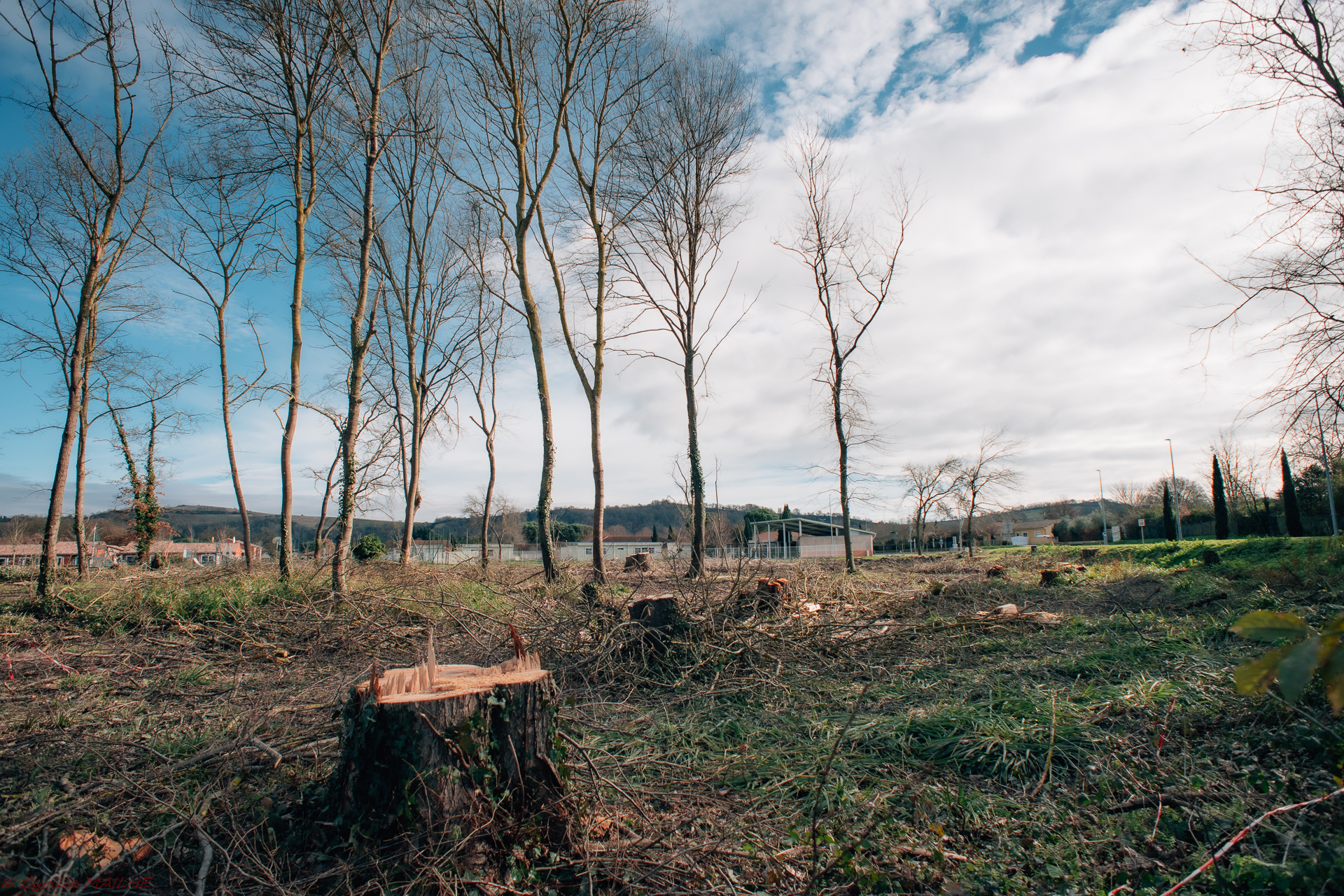 Bois de la Mandre