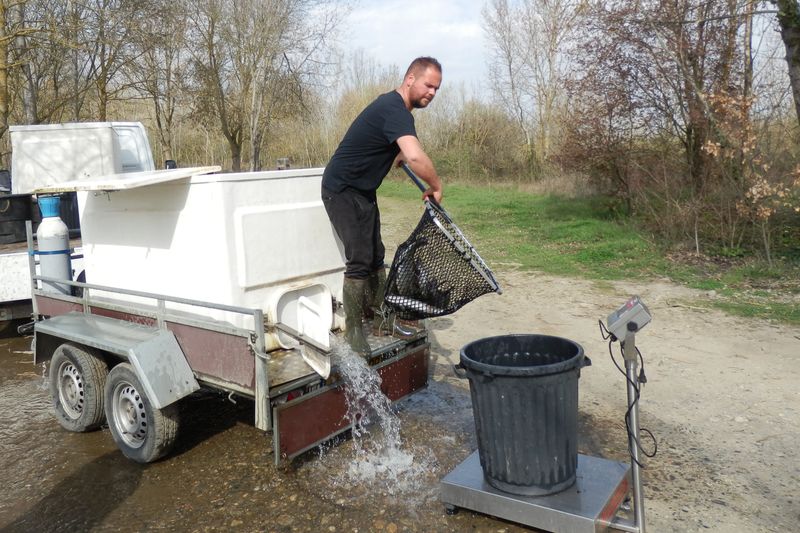 Lâcher de truites pour Le Pêcheur Faugatien