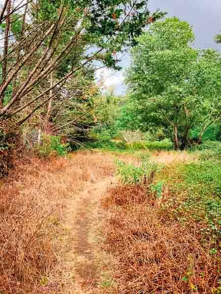 La clairière à la fin de la première sentie du sentier